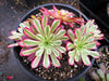 Aeonium 'Mardi Gras'