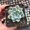 Echeveria elegans 'Albicans' (has marks)