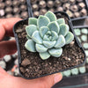 Echeveria elegans 'Albicans' (has marks)