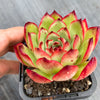 Echeveria 'Puli-lindsayana'