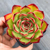 Echeveria 'Puli-lindsayana'