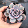 Echeveria 'Orion'