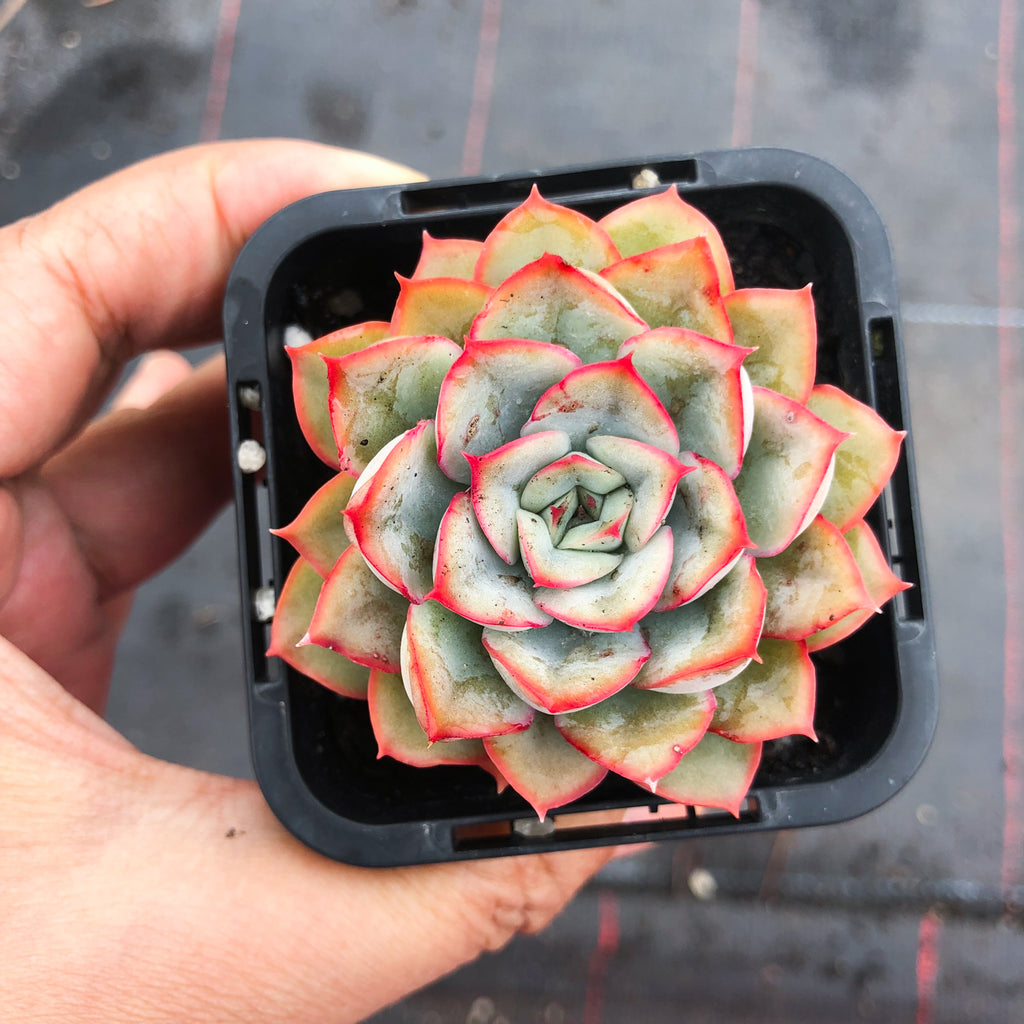 Echeveria 'Hercules'