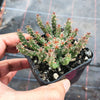 Euphorbia flanaganii (Medusa's Head)(SH)