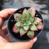 Echeveria longissima x Tacitus bellus