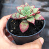 Echeveria longissima x Tacitus bellus