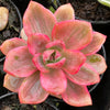 Graptoveria Mrs Richards Variegated