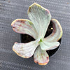 Echeveria 'Jocelyn's Joy'