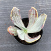 Echeveria 'Jocelyn's Joy'