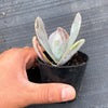 Echeveria 'Jocelyn's Joy'