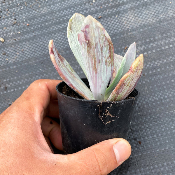 jocelyn's joy succulent Echeveria 'Jocelyn's Joy' – LET LOVE GROW (Succulent & Cactus)