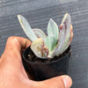 Echeveria 'Jocelyn's Joy'