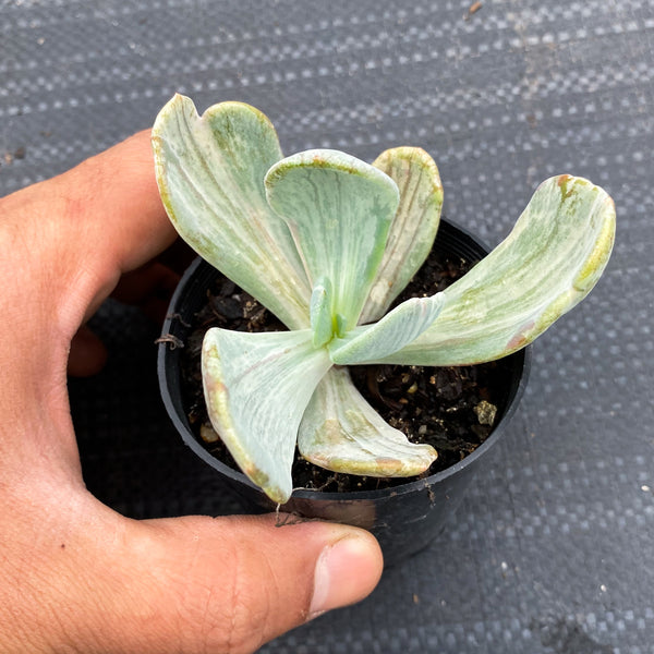 jocelyn's joy succulent Echeveria 'Jocelyn's Joy' – LET LOVE GROW (Succulent & Cactus)