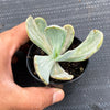 Echeveria 'Jocelyn's Joy'