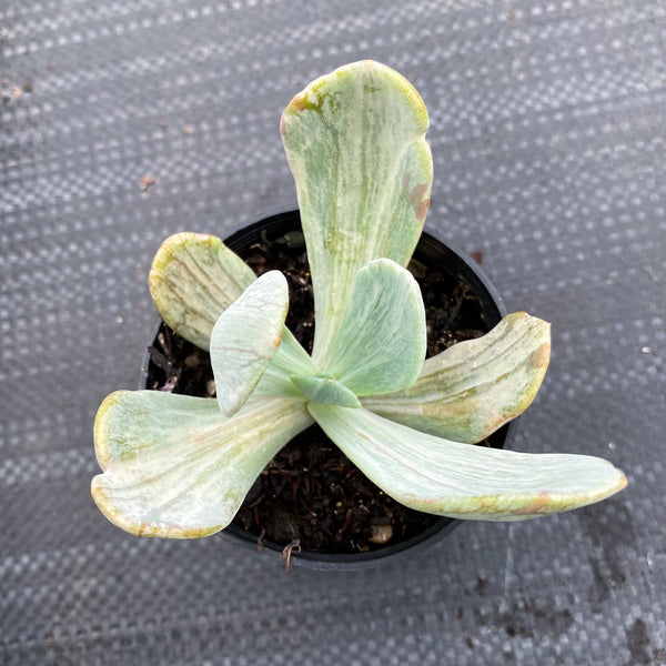 jocelyn's joy succulent Echeveria 'Jocelyn's Joy' – LET LOVE GROW (Succulent & Cactus)