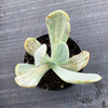 Echeveria 'Jocelyn's Joy'