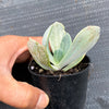 Echeveria 'Jocelyn's Joy'