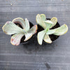 Echeveria 'Jocelyn's Joy'