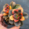 Echeveria Chroma