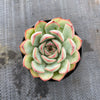 Echeveria poldensis 'Kevin'