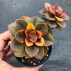 Echeveria Chroma