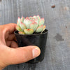 Echeveria poldensis 'Kevin'