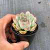 Echeveria poldensis 'Kevin'