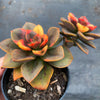 Echeveria Chroma