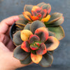 Echeveria Chroma