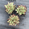 Echeveria agavoides 'Ebony' CREST