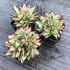 Echeveria agavoides 'Ebony' CREST