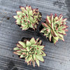 Echeveria agavoides 'Ebony' CREST