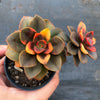 Echeveria Chroma