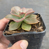 Echeveria Chroma