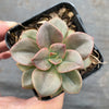 Echeveria Chroma