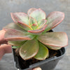 Echeveria Chroma