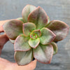 Echeveria Chroma