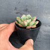 Echeveria nodulosa x minima