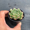 Echeveria nodulosa x minima