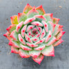 Echeveria colorata f. lindsayana