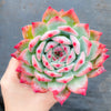 Echeveria colorata f. lindsayana