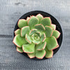 Echeveria nodulosa x minima