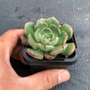 Echeveria nodulosa x minima