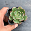 Echeveria nodulosa x minima