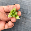 Haworthia cooperi var. leightonii (1 x PUP)