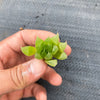 Haworthia cooperi var. leightonii (1 x PUP)