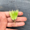 Haworthia cooperi var. leightonii (1 x PUP)