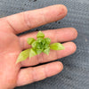 Haworthia cooperi var. leightonii (1 x PUP)