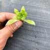 Haworthia cooperi var. leightonii (1 x PUP)