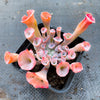 Echeveria 'Trumpet Pinky'